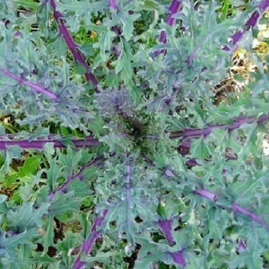 2000 RED RUSSIAN KALE SEEDS Brassica napus var. pabularia Free Shipping Non-GMO gallery
