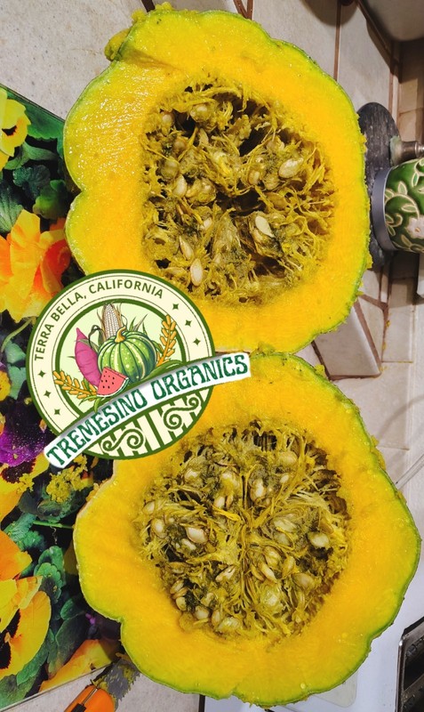 Organic Mexican Pattern Hardshell Squash,15 Seeds- Calabaza Mexicana,15 Semillas gallery