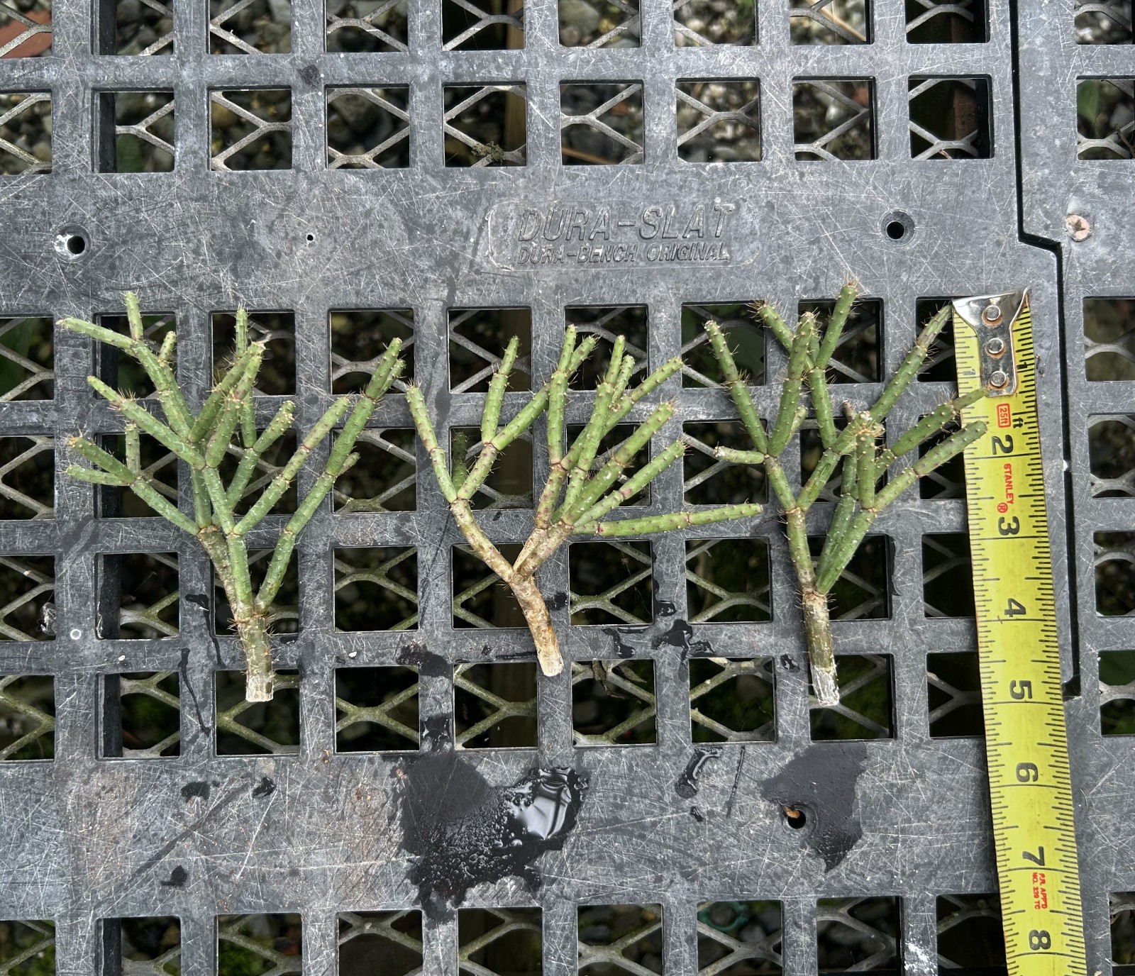Schlumbergera microsphaerica - seedgrown clone of Brazilian lithophytic cactus gallery