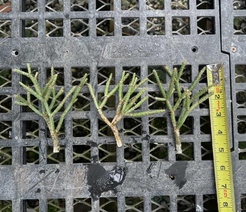 Schlumbergera microsphaerica - seedgrown clone of Brazilian lithophytic cactus gallery