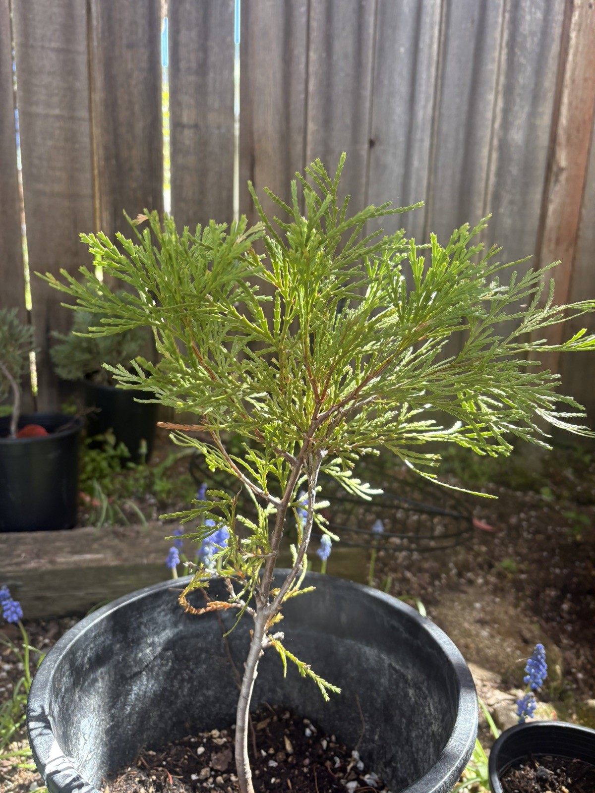 Incense Cedar Tree – Live Seedling – 8–12" Tall – No Pot – Ships Rooted in Soil gallery