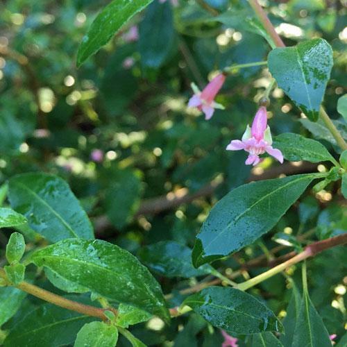 Fuchsia microphylla ssp. microphylla | Small Leaf Fuchsia | 10 Seeds gallery