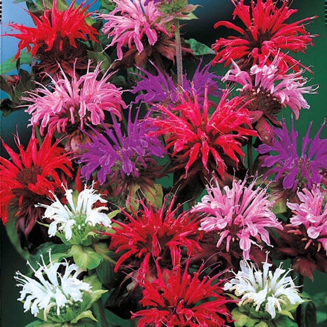 25+ BEE BALM MIX Lemon Hummingbird Mint Monarda Didyma Mixed Colors Flower Seeds gallery