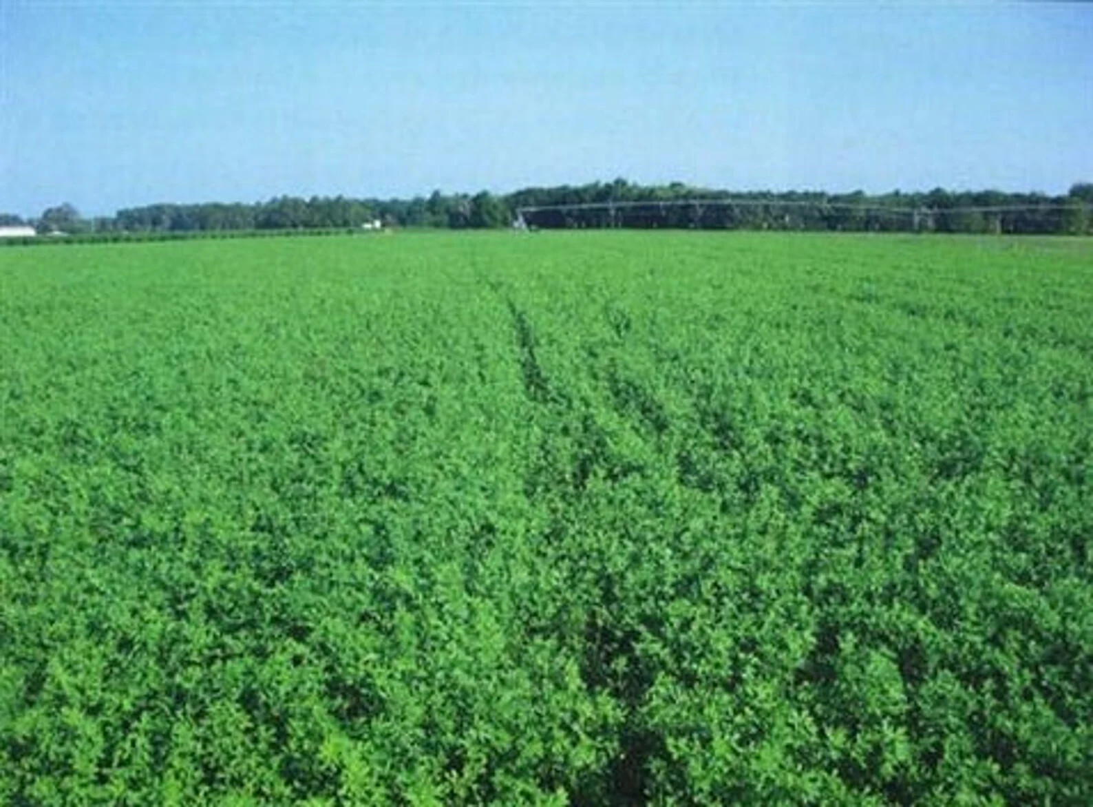 Bulldog 805 Alfalfa Seed gallery
