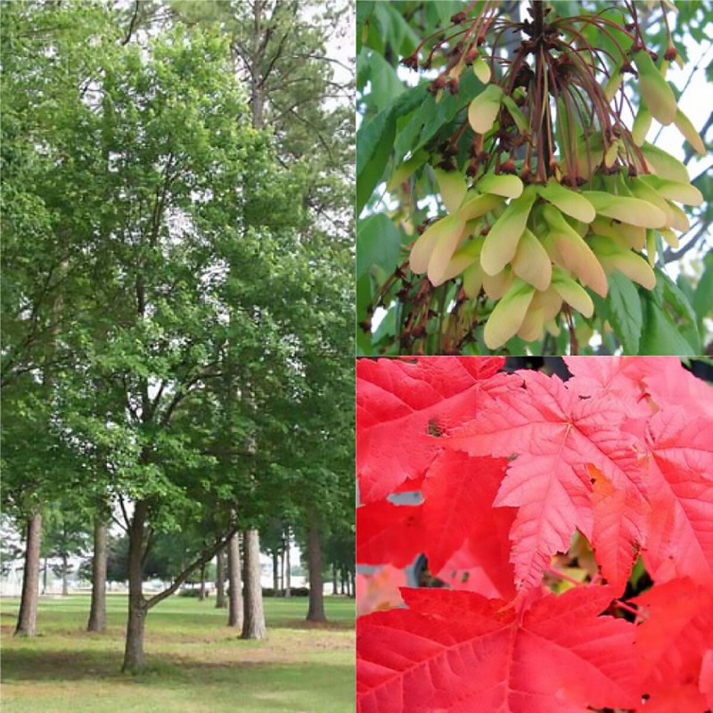 Red Maple, Acer rubrum, (Northern Source) Tree Seeds (Fast, Fall Colors) gallery