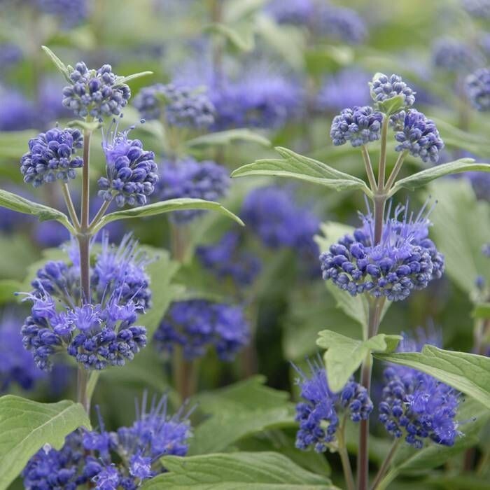 50 Seeds Bluebeard - Caryopteris clandonensis, deciduous shrub with Blue Flowers gallery