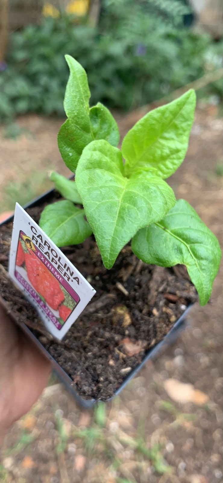Ghost Pepper Plant LIVE 75 + DAY OLD SUPER HOT PEPPER PLANTS In 2 Inches Pot gallery