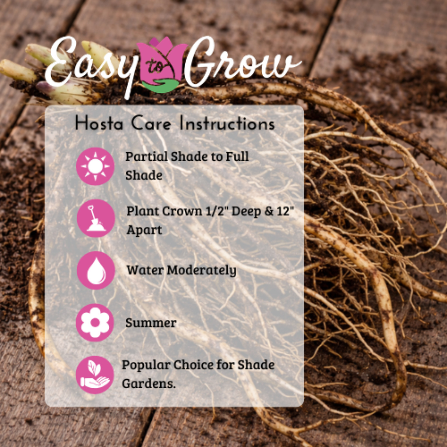 Hosta Lipstick Blonde 3 Roots - Summer Flower in Shade Yellow Foliage Red Stalks gallery