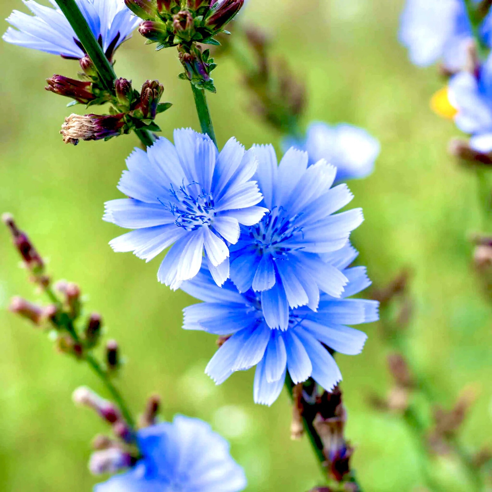 500 Chicory Seeds / Blue/ Perennial/Coffee Subst/Flowers/free Shipping gallery