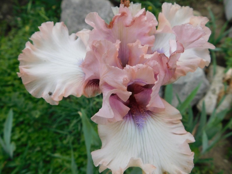 Tall Bearded Iris DON'T STOP BELIEVING gallery