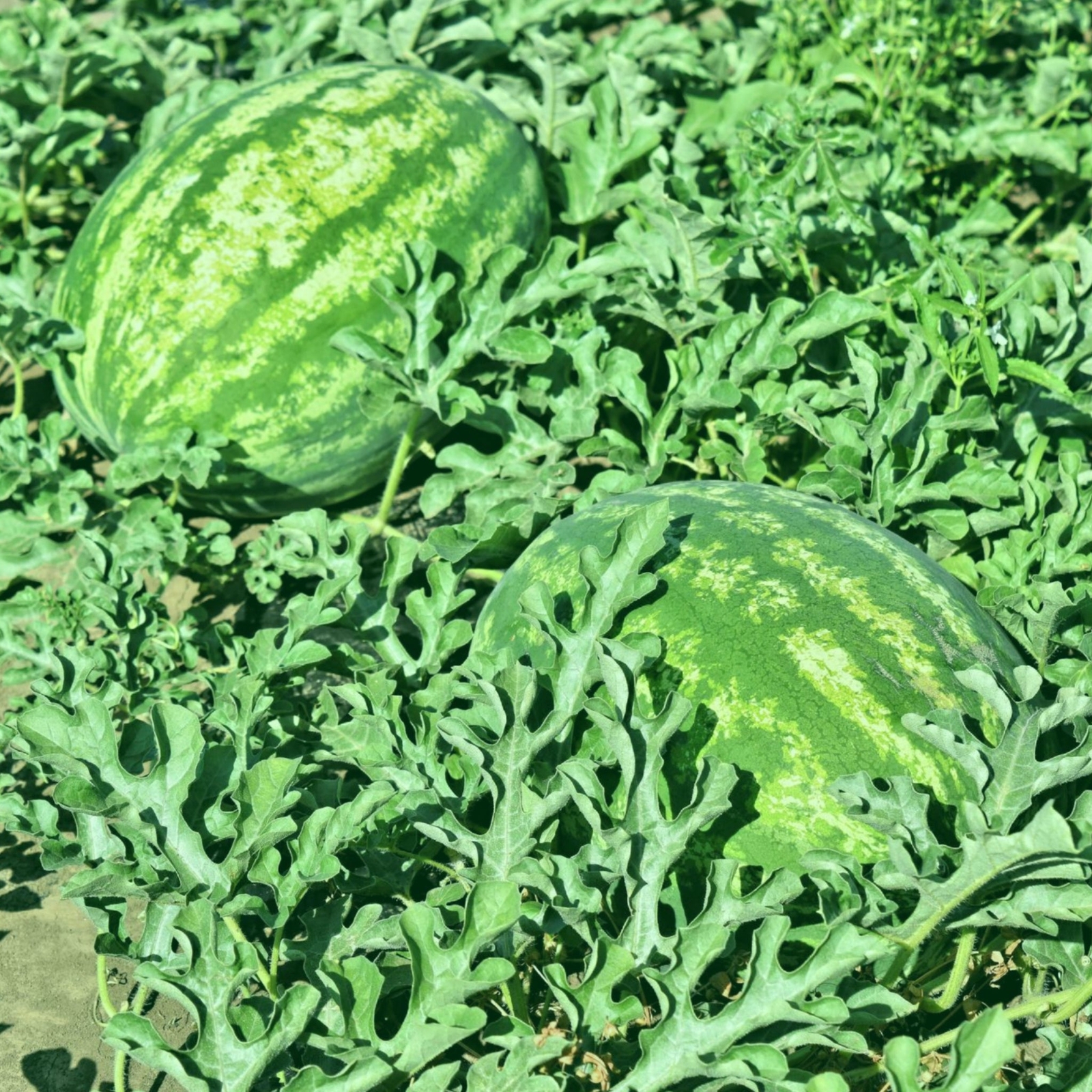 Crimson Sweet Watermelon - Seeds - Non Gmo - Heirloom Seeds – Watermelon Seeds gallery