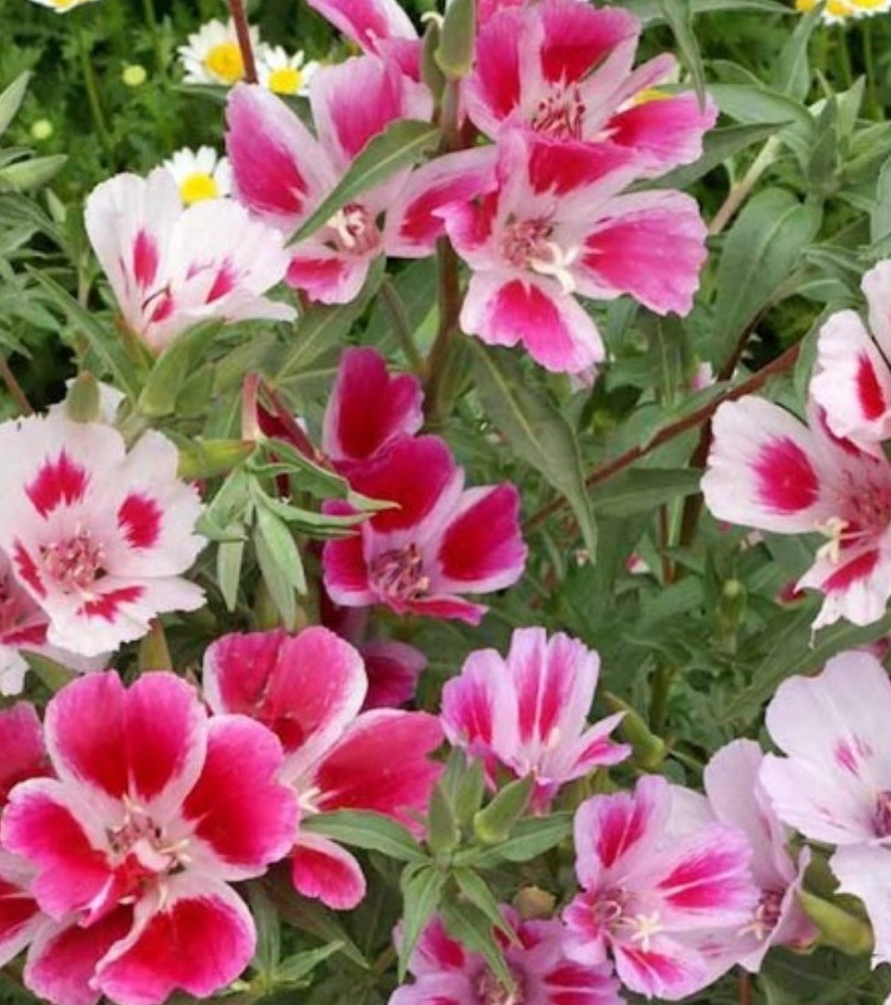 750+ Farewell to Spring Seeds **Fresh Seeds** ~~Free Shipping~~ gallery