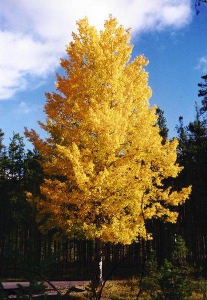 Populus tremuloides QUAKING ASPEN TREE Seeds! gallery