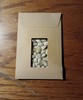 Butternut Squash Seeds 50 ct Collected 2025 Zones 3-12 gallery