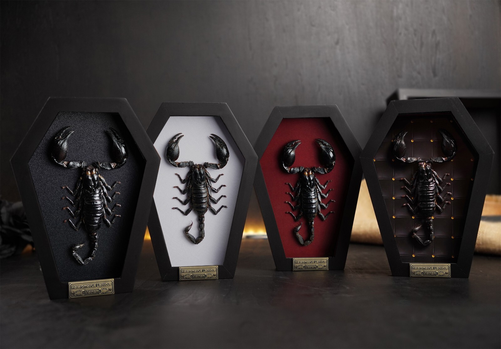Real Scorpion Coffin Frame Art Gallery Collection Curiosities And Oddities Decor gallery