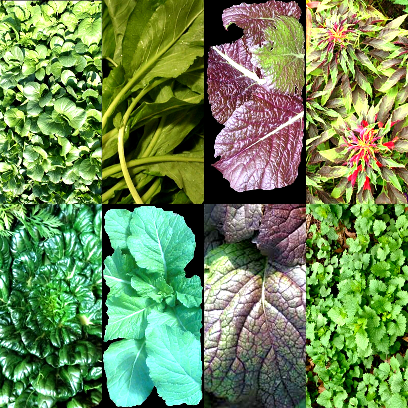 1000+ ASIAN LEAFY MIX SEEDS AUTUMN MICROGREENS SALAD HEIRLOOM NON-GMO TASTY USA gallery