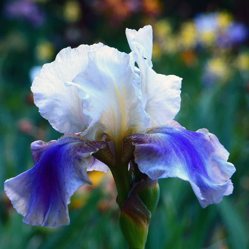 Mixed Color Rare Iris Flower Seeds (30pcs) - Perennial, Iris for Autumn Blooms gallery