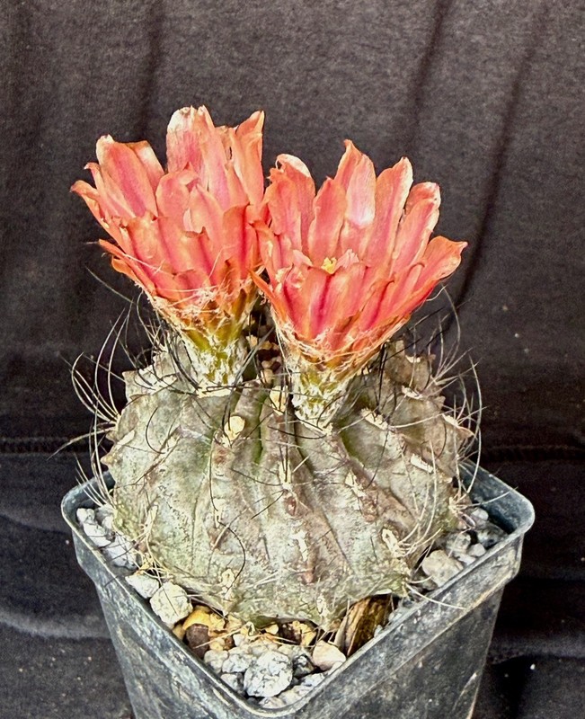 Neochilenia nigriscoparia, cactus plant gallery