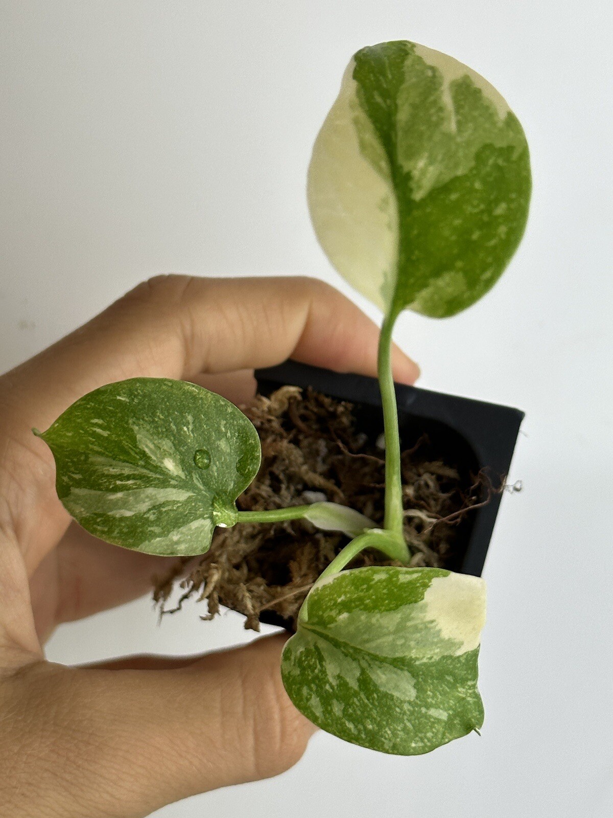 Monstera Thai constellation Variegated gallery