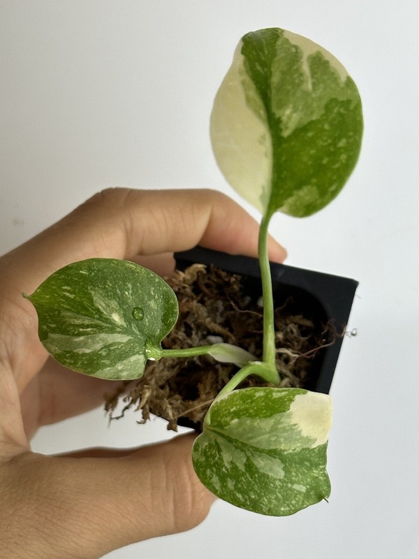 Monstera Thai constellation Variegated gallery