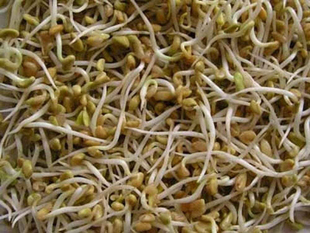 Fenugreek Seeds for Sprouting Microgreens, COOL BEANS N SPROUTS gallery