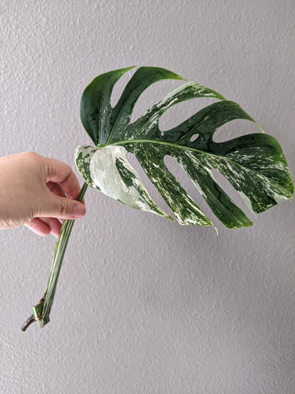 Monstera Albo Deliciosa Cutting, Tri-Color Marble Variegation, FREE Shipping gallery