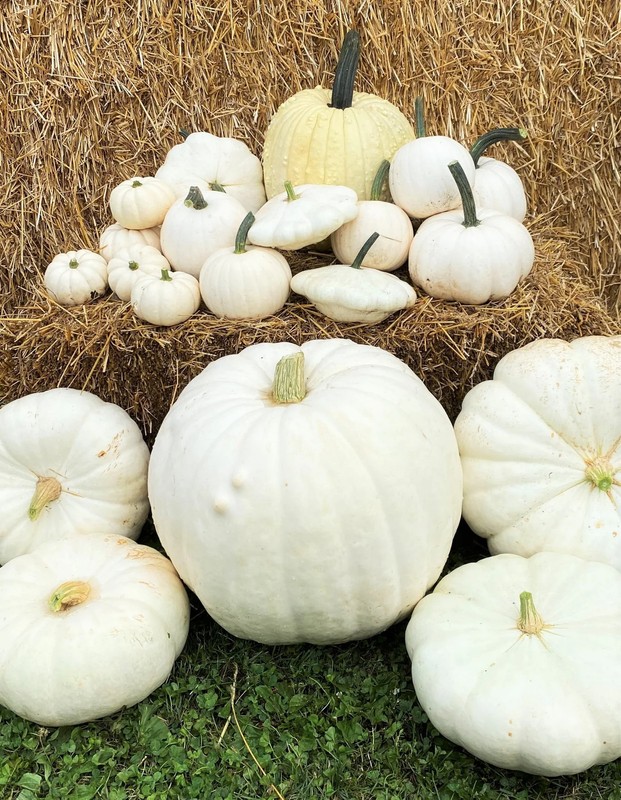 Casper White Pumpkin Seeds | Ghost Queen Lumina Polar Bear Pumpkins Seed 2024 gallery