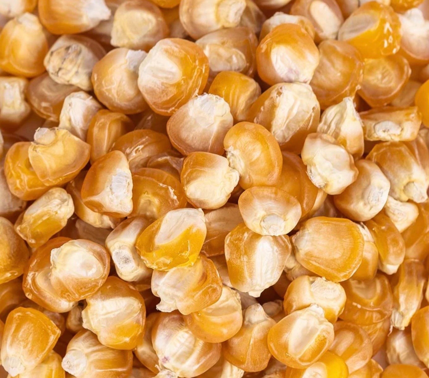 Golden Bantam Sweet Corn | Fresh Seeds | Non-GMO Heirloom, USA Seller 🇺🇸 gallery