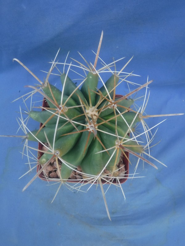 Ferocactus wislizeni "Fishhook Barrel" Cactus YELLOW SPINES/FLOWERS! 5"-6" Wide gallery