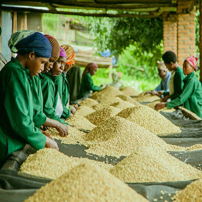 RWANDA COFFEE BEANS MEDIUM ROASTED 2 POUNDS gallery