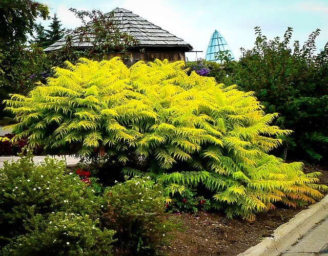 Staghorn Cutleaf Sumac 'TigerEyes' (rhus typhina) gallery