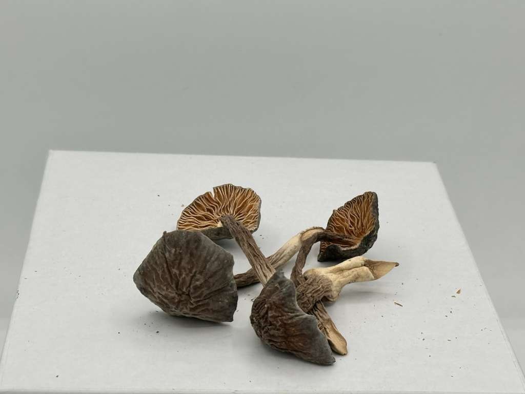 Thermecide dried Mushroom (Termite) 1 LB gallery