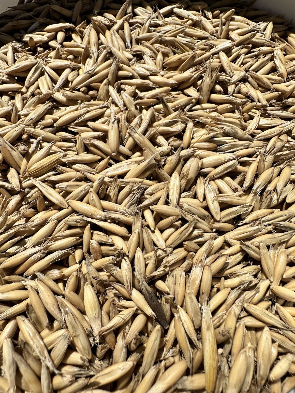 10 LBS Oat Seed Unhulled, Food Plot, Cover Crop, Deer, Garden gallery