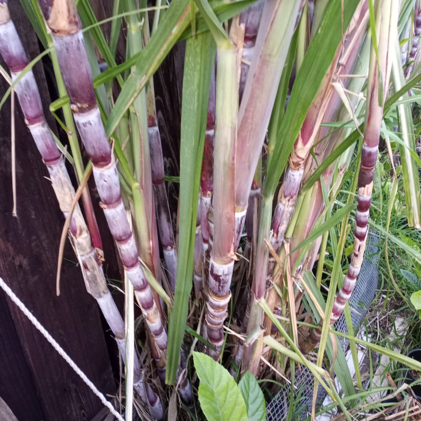 4 FRESH CUT PURPLE SUGARCANE California Grown NON GMO FREE SHIPPING gallery