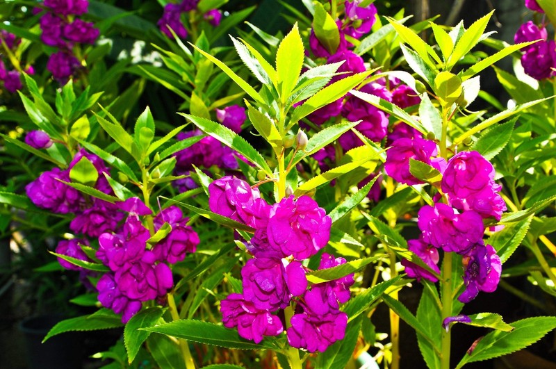 100 Mixed Dwarf TOM THUMB IMPATIENS Balsamina Sun or Shade Purple Flower Seeds gallery