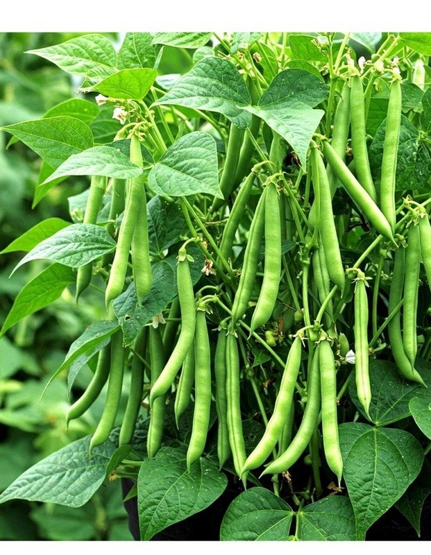 200+ LAKE POLE BEAN SEEDS 🫘 STRINGLESS SNAP | HEIRLOOM NON-GMO | FREE SHIP gallery