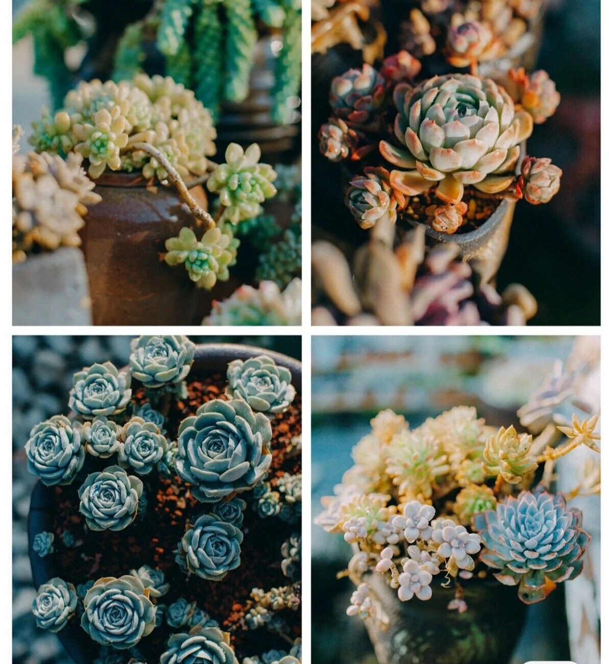 100pcs Mixed Rare Succulent Seeds, Mult-Color Indoor/Outdoor Plant gallery