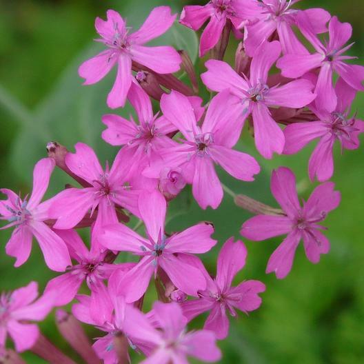 CATCHFLY NONE-SO-PRETTY PURPLE FLOWER ROCK GARDENS Butterflies NonGMO 2000 Seeds gallery