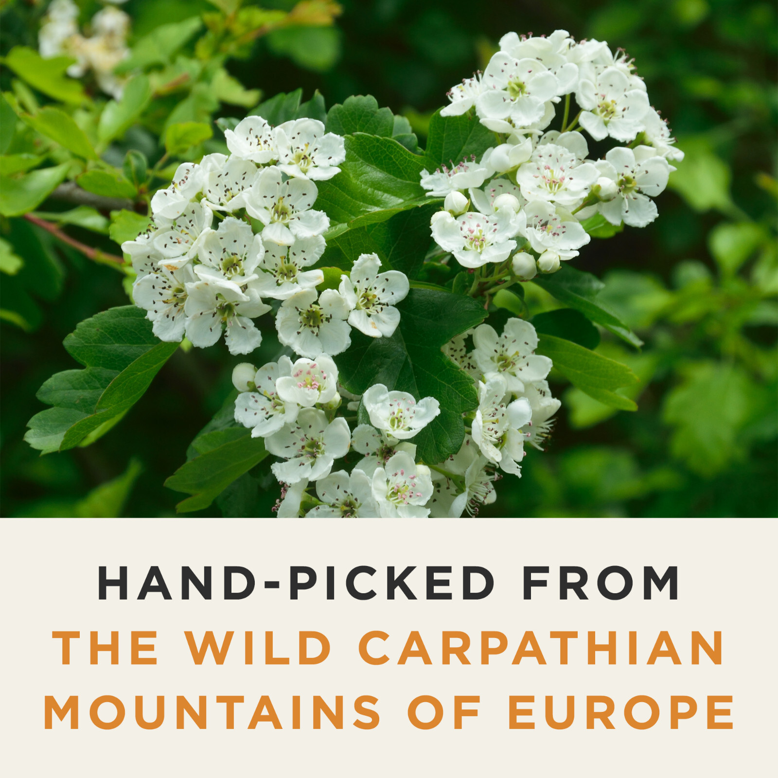 Organic Wild Hawthorn Tea - Caffeine Free Herbal Tea - Pharmacopoeia Potency gallery