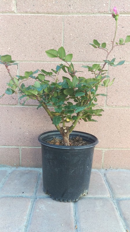 Rosa 'Love' (red/white) Live Plants gallery