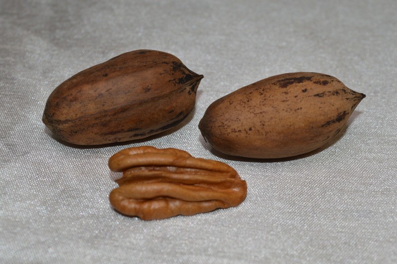 Pecans In-Shell 2.5 lbs Utah Grown Paper Shell Pecan 2023-'24 Crop Free Shipping gallery