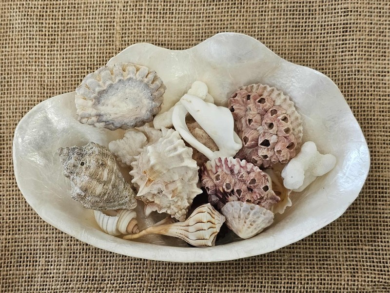 1-CAPIZ SEASHELL Clam Shape Bowl,Wedding Decor,Beach Decor,All Occasion Gifts gallery
