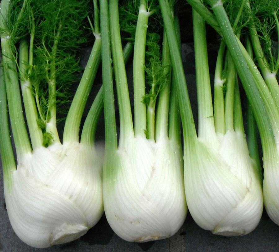 100+Florence Fennel Seeds Microgreen Microherb Garden Fresh USA gallery