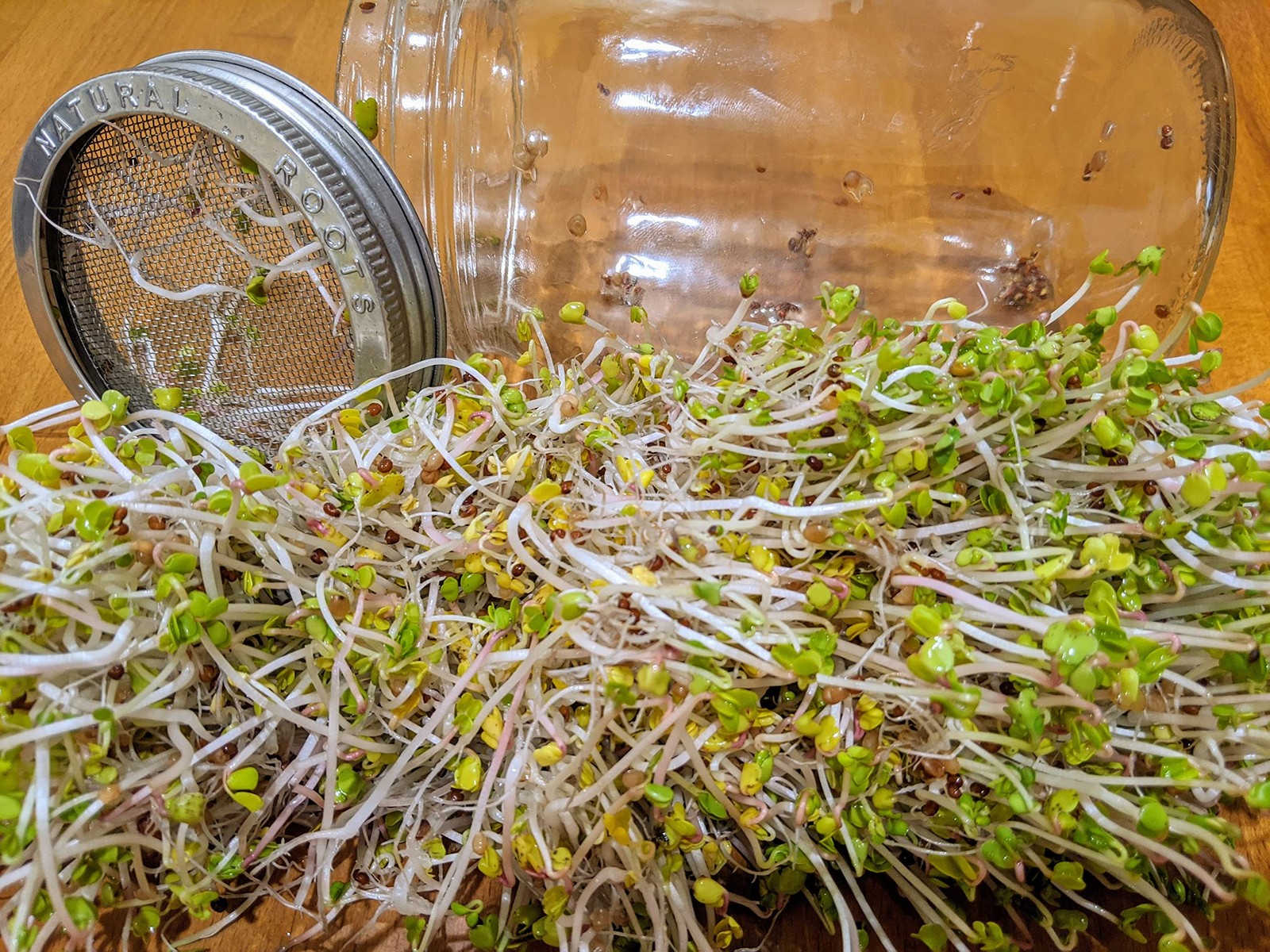 Sprouting Jar Kit Variety Pack NonGMO Seeds 5 Pack 32oz Broccoli Alfalfa gallery