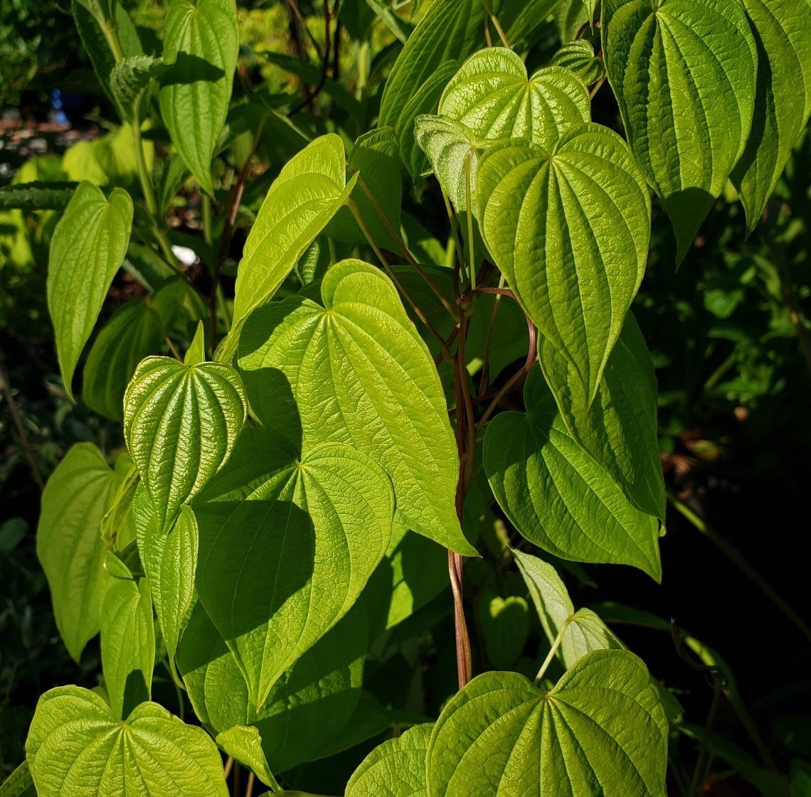 10 Wild Yam Root Bare Live Roots (Dioscorea villosa) Native Wildflower gallery