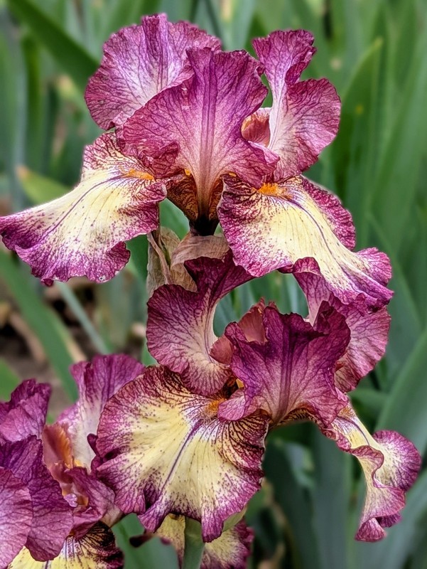 'Innocent Star' TB Bearded Iris Rhizome PRE-SALE to Ship Aug/Sept gallery