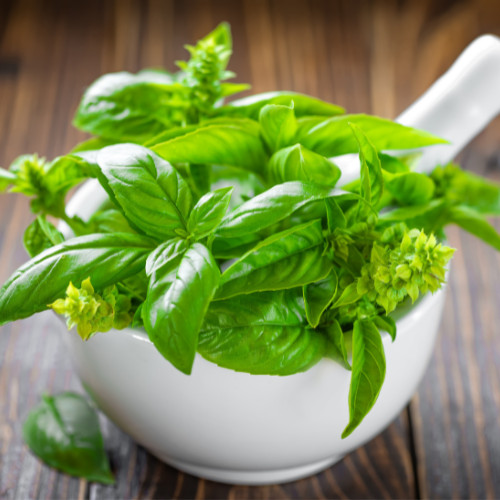 Italian Leaf Basil Seeds | Non-GMO | Heirloom | Fresh Garden Seeds gallery