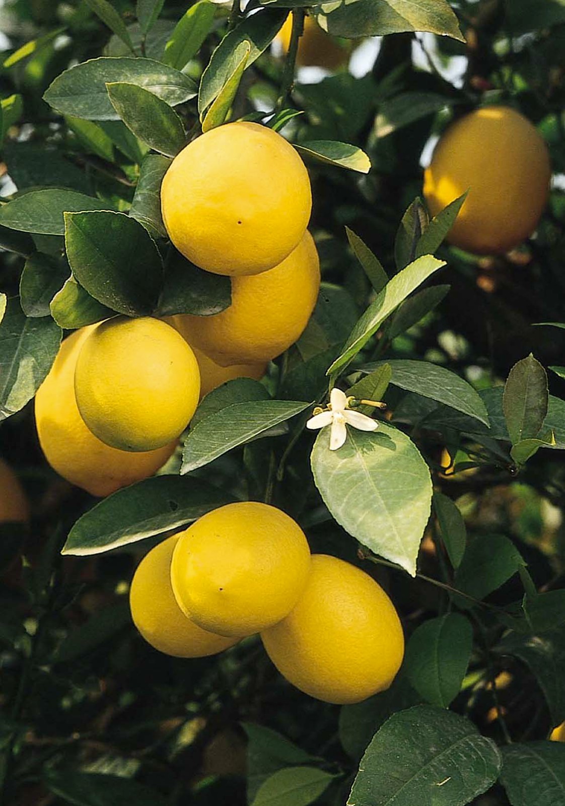 10 Organic Meyer Lemon Tree Seeds, Citrus Edible Back Yard Garden Fruit 2026 gallery