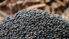 Organic Black Pepper | Whole Pepper from Sri Lanka | Natural quality pepper 100g