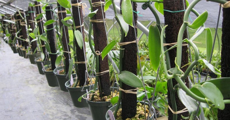 Vanilla Beans Grade Madagascar Bourbon Gourmet Extract100%Organic for Fleshy A B gallery